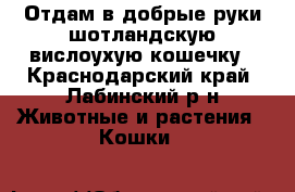 Отдам в добрые руки шотландскую вислоухую кошечку - Краснодарский край, Лабинский р-н Животные и растения » Кошки   